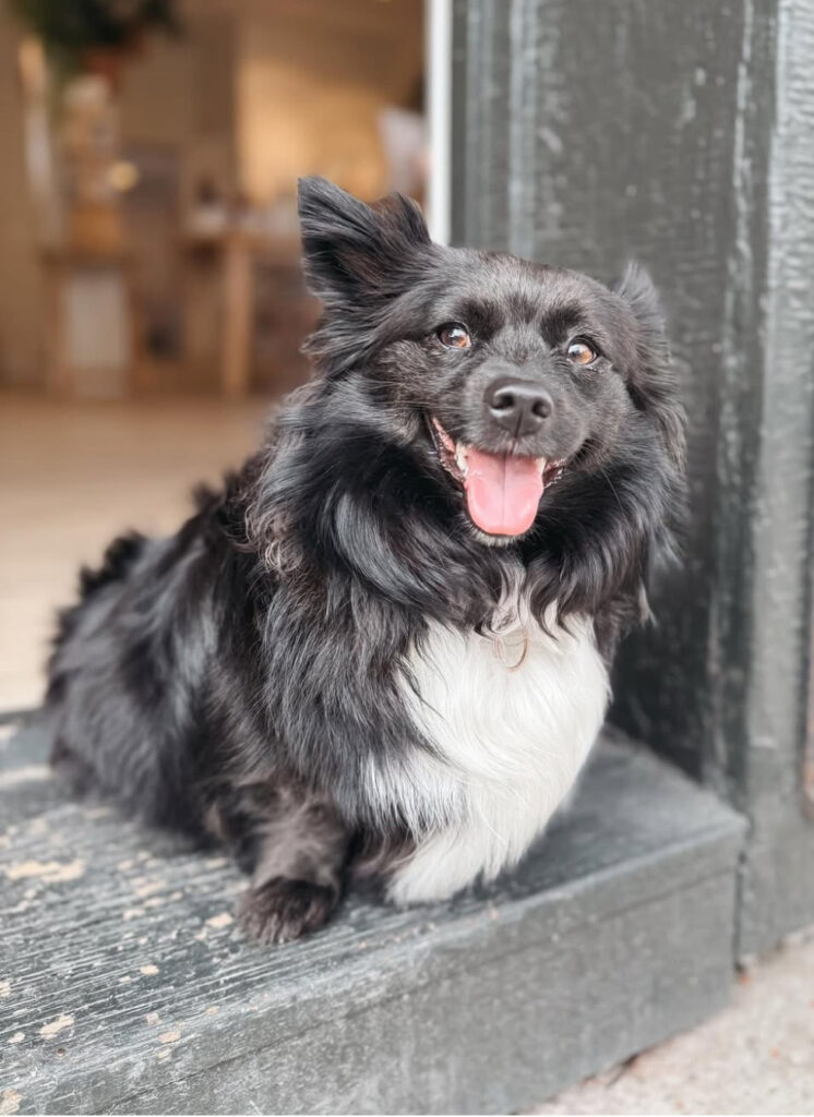 Happy black dog